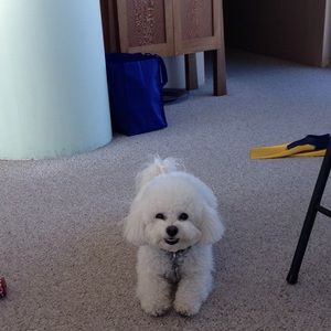 Meet your Posher, Dean